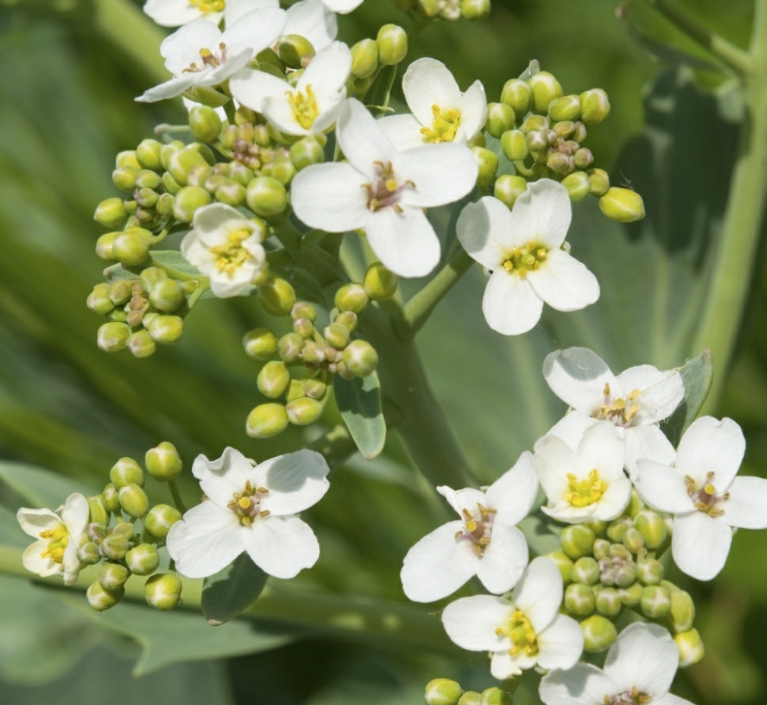 Crambe Oil
